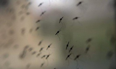 Angola adquire biolarvicida para combater a malária