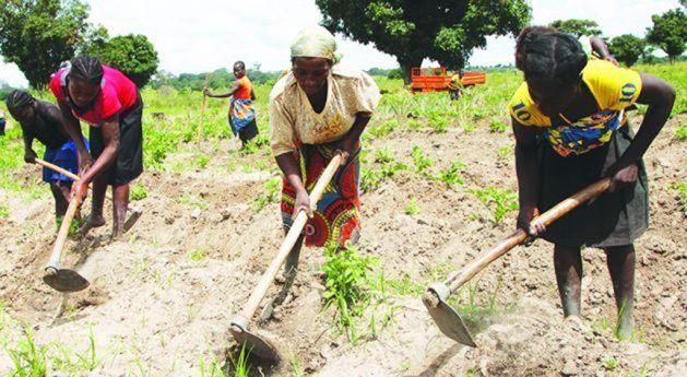 Camponeses em Malanje recebem financiamento de 130 milhões AKZ 