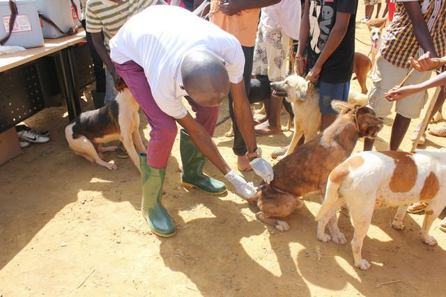 Campanha prevê vacinar mais de 30 mil animais 