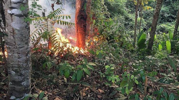 Governo regista diminuição de incêndio na Amazónia