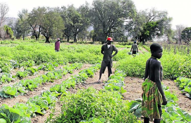 Hectares com calcário dolomítico vão ser corrigidos