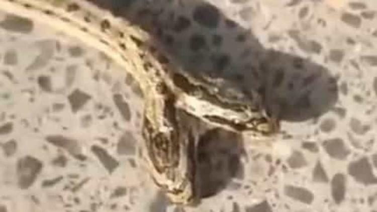 Encontrada cobra de duas cabeças