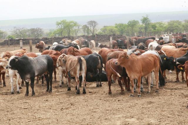 Angola recebe mais de mil bovinos do Tchad