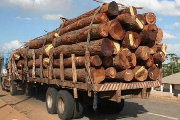 Governo suspende transportação de madeira