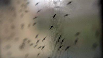 Malária mata mais de 400 pessoas em cinco meses 