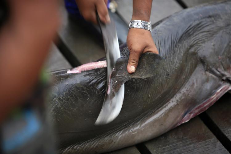 Extermínio de tubarões em Angola para venda de barbatanas a chineses