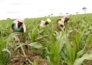 BDA já financiou 500 projectos agrícolas