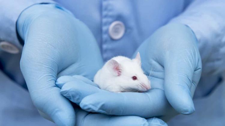 Vacina para tratar e prevenir cancro com resultados prometedores 