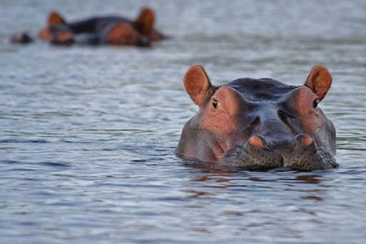 Ataque de hipopótamo causa três mortes 